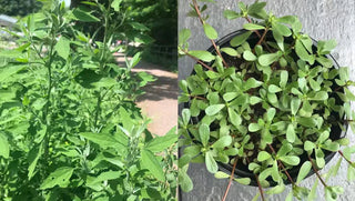 Gardening with the Wild