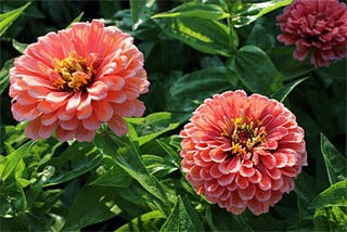 Best Zinnias for Cutting