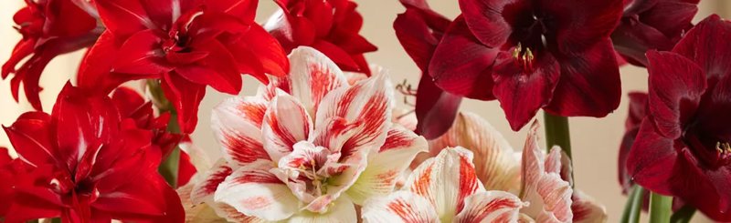 Amaryllis & Flowers