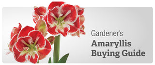 Amaryllis Buying Guide Multicolor Marvels
