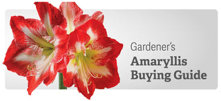 Amaryllis Buying Guide Easy Care