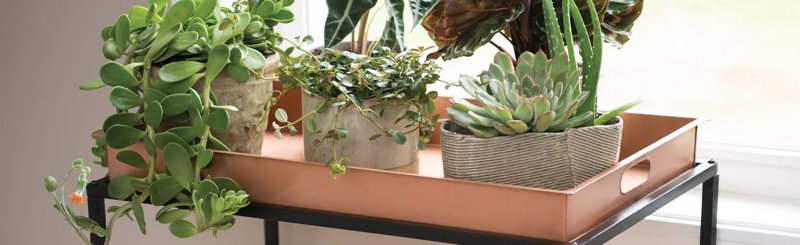 Plant Stands & Trays