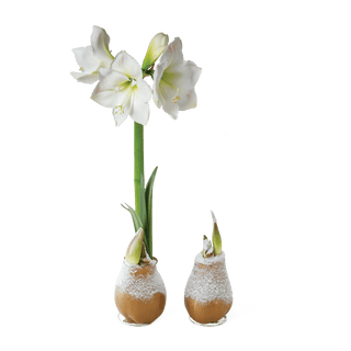 Waxed Snow Amaryllis