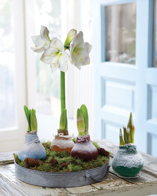 Waxed Snow Amaryllis