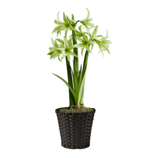 Amazon Amaryllis Collection