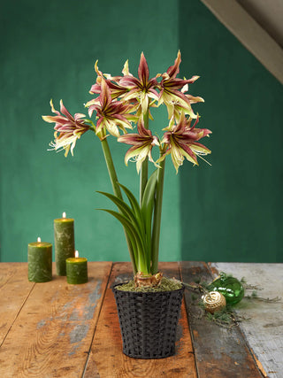 Amazon Amaryllis Collection