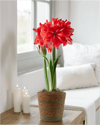 Double Circus Potted Amaryllis