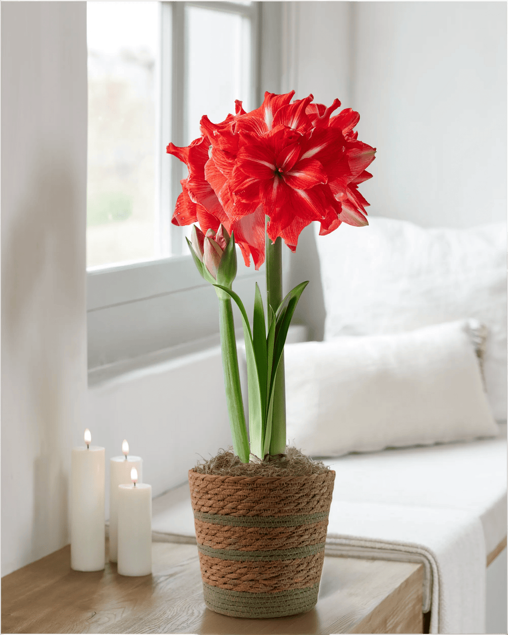 Double Circus Potted Red Amaryllis | Gardener's Supply