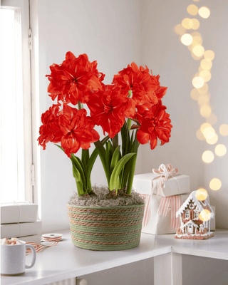 Double Circus Potted Amaryllis Trio