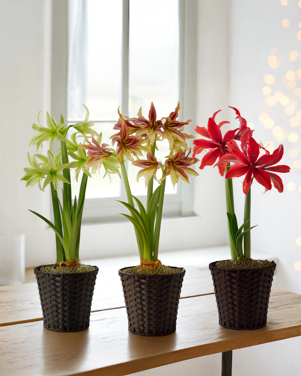 Amaryllisページ Amazon Potted Amaryllis Collection | Gardener's Supply