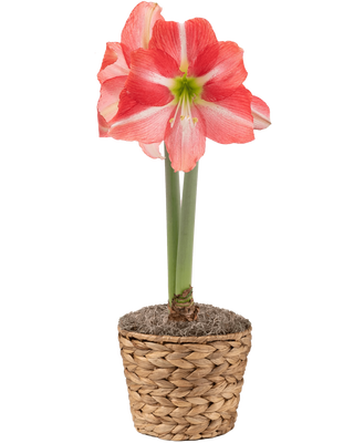 Dolce Vita Potted Amaryllis