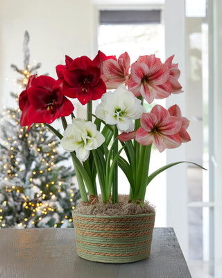 Provence Potted Amaryllis Trio