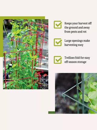 Expandable Pea Trellis