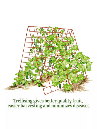 Deluxe Cucumber Trellis