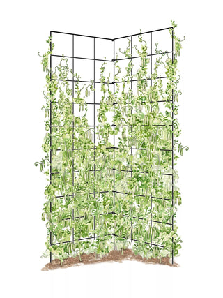 Two Panel Folding Trellis