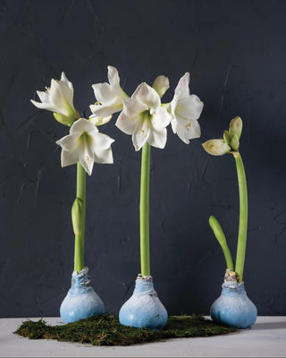Waxed Snow Amaryllis