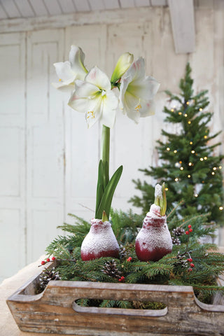 Waxed Snow Amaryllis