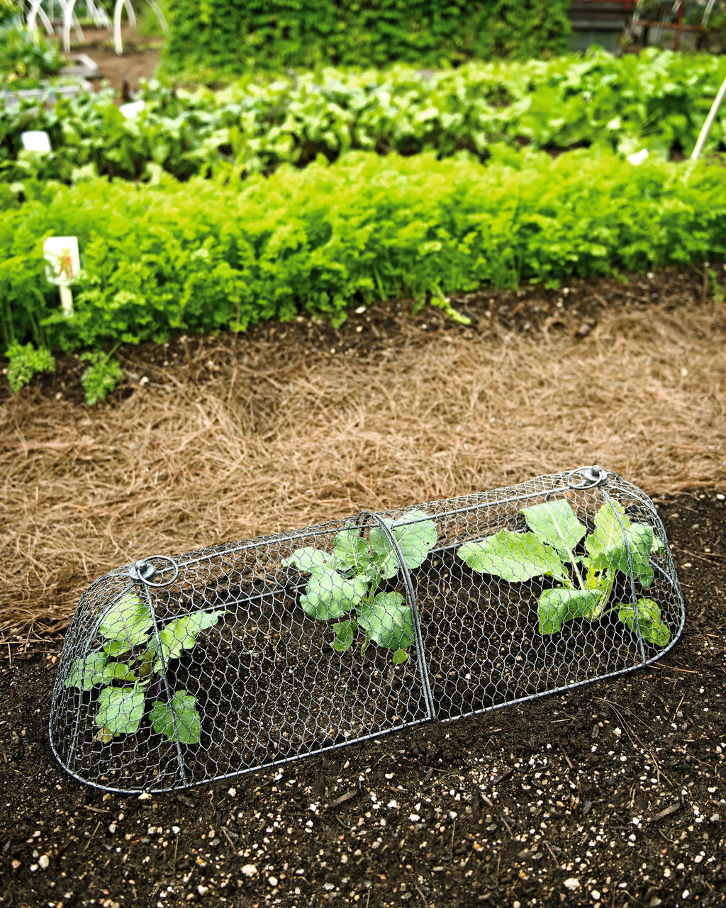 plant pot cloches 3-in-1 Chicken Wire Cloche