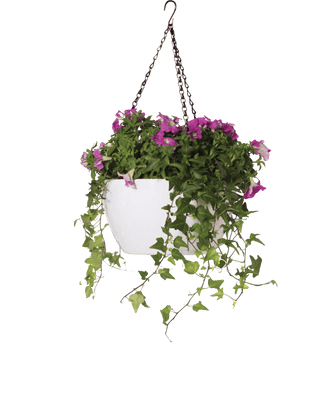 Viva Self-Watering Hanging Basket, 11" Diameter