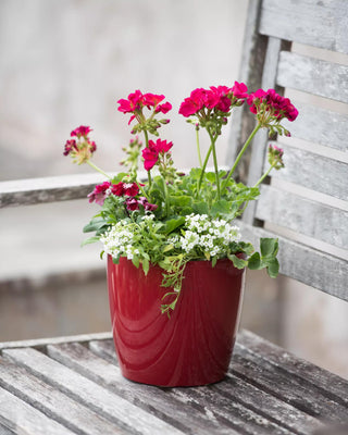 Viva Round Self-Watering Planter, 7" Diameter