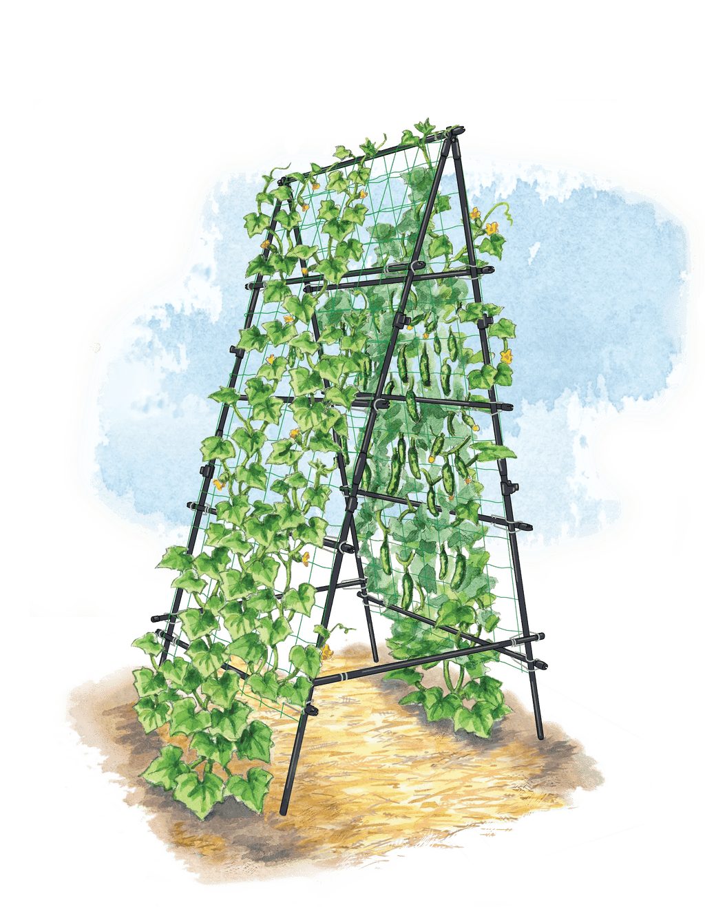 a frame plant trellis Titan A-Frame Trellis for Vegetables