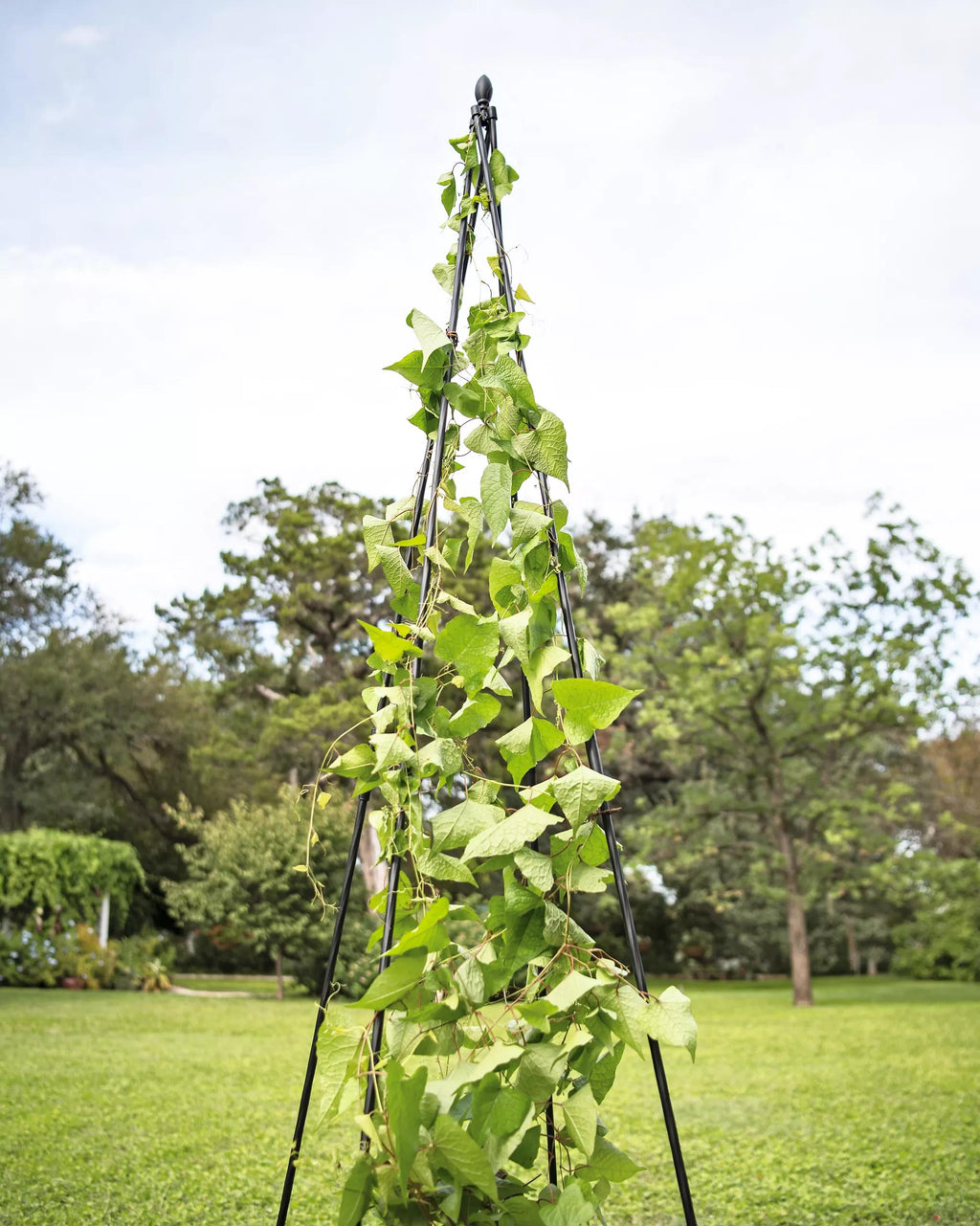 wood teepee trellis Titan Teepee Trellis for Cucumbers, Beans, Peas
