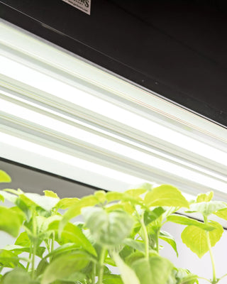 LED SunLite®  High Intensity Fixture