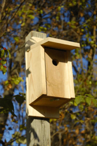 Eastern Bluebird Joy Box Bird House