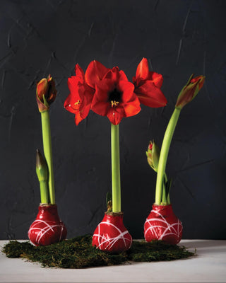 Easy Care Waxed Amaryllis Art Mix
