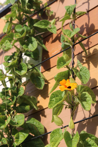 Exeter Wall Trellis