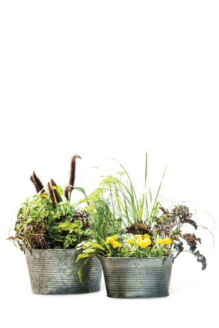 Galvanized Wash Basin Planters, Set of 2