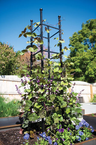 Essex Square Obelisk
