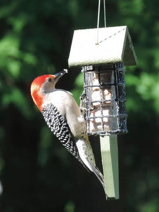 Birds Choice™ Tail Prop Feeder