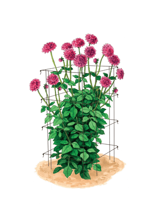 Dahlia Supports