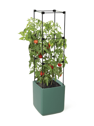 Oasis Self-Watering Tomato Planter With Trellis
