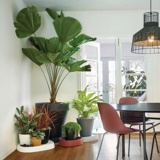 Large Pebble Plant Caddy