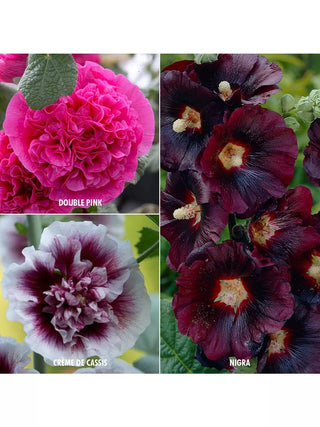 Hollyhocks Collection, 3 Varieties, 15 Roots