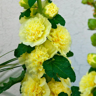 Hollyhocks Alcea Rosea Yellow,  5 Roots