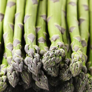 Asparagus Mary Washington