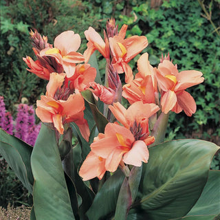 Cannas Tropical Sunrise, 5 Bulbs