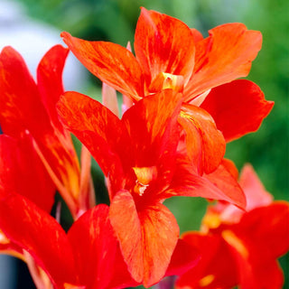 Cannas Verdi, 5 Bulbs