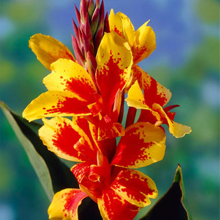 Cannas Reine Charlotte, 5 Bulbs