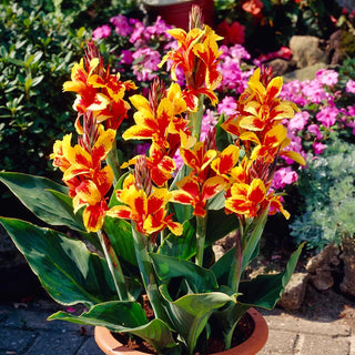 Cannas Reine Charlotte, 5 Bulbs
