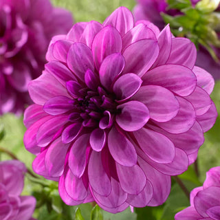 Dahlias Blue Boy, 5 Tubers