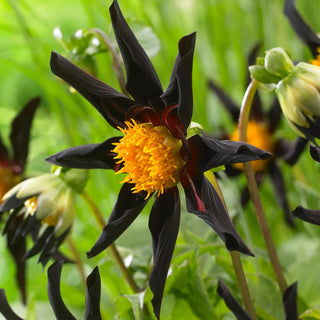 Dahlias Verrone's Obsidian, 5 Tubers