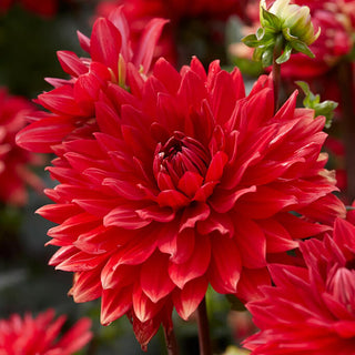 Dahlias Garden Wonder, 5 Tubers