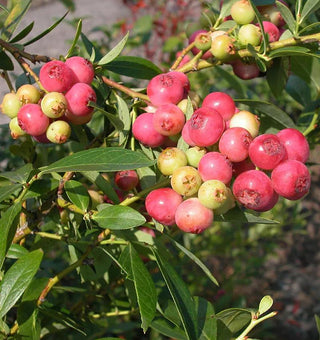Blueberry Plants, Pink Lemonade