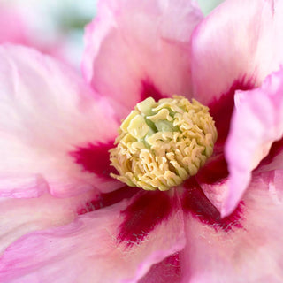 Peony Pastel Splendor, 1 Root