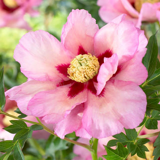 Peony Pastel Splendor, 1 Root