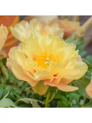 Peony Prairie Charm, 1 Root